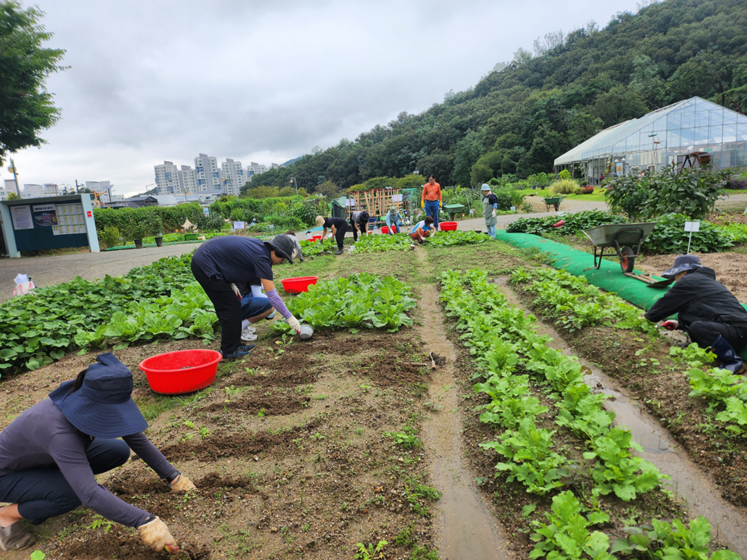 서초, 친환경 도시텃밭 인기 비결 &...