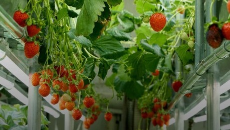 aT공사 홍문표 사장, 딸기밭 찾은 이유