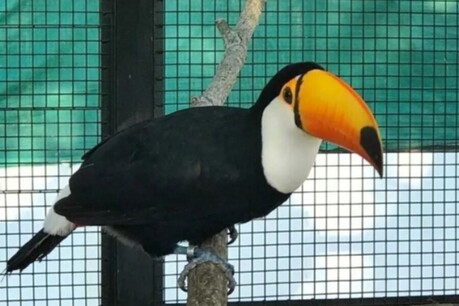 꺾인 날개 펴고 다시 숲으로… 아구아라 센터, 불법 거래 투칸 12마리 야생 방사