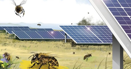 태양광 패널과 벌의 공존, '친환경'의 역설인가 새로운 기회인가?