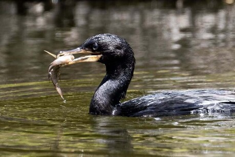 이구아수 정글의 여름을 알리는 침묵의 전령사, ‘구아(Biguá)’를 만나다