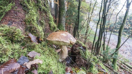 토양 곰팡이서 발견된 ‘결빙 단백질’, 인공강우와 냉동 산업의 게임 체인저 될까