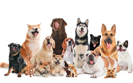 "귀여움 뒤에 숨겨진 비극"... 일부 반려견 품종, 기대수명 5년도 안 돼