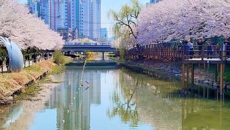 벚꽃이 만발하고 사람들은 벚꽃을 구경하기 위해 분주한 봄이다