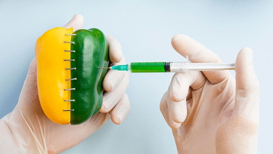 2026년 국제 유전자변형생물체(GM...