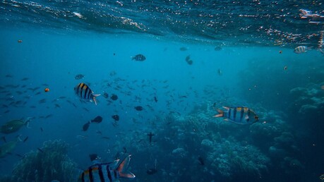 '소리 없는 암살자' 농약, 물고기 수명 갉아먹는다…생물학적 노화 가속 확인